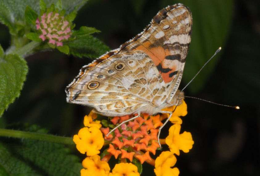 Vanessa cardui sulle lantane